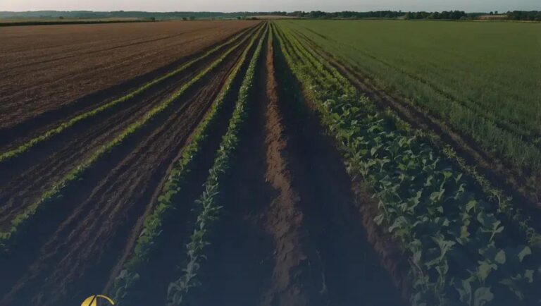 Como avaliar se vale a pena arrendar terra ou investir em área própria?